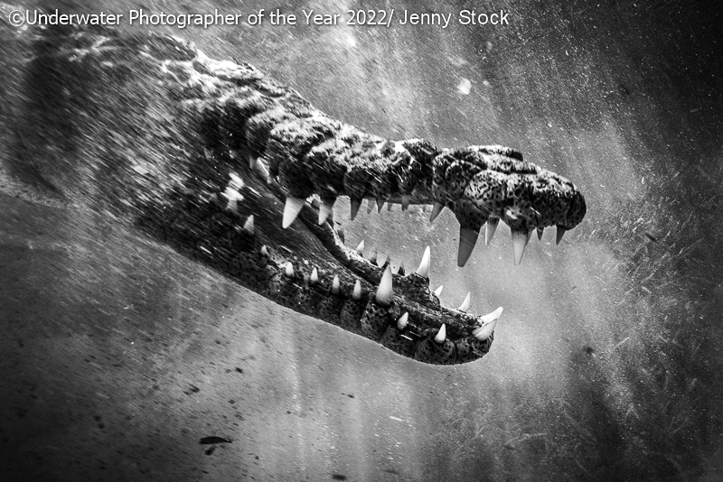 19 фото с конкурса Underwater Photographer of the Year 2022, на которые засмотрелся бы даже Жак-Ив Кусто 72