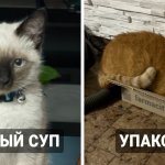 Люди в сети поделились смешными и нелепыми кличками своих котов, и теперь кому-то точно нужно прятать тапочки