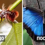 12 фотографий, на которых показано, что удивительные бабочки могут быть прелестны и в образе гусеницы