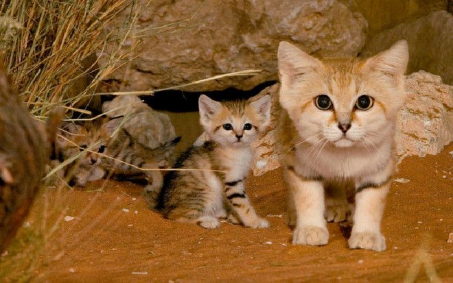 12 видов диких кошек, о которых вы не знали 37