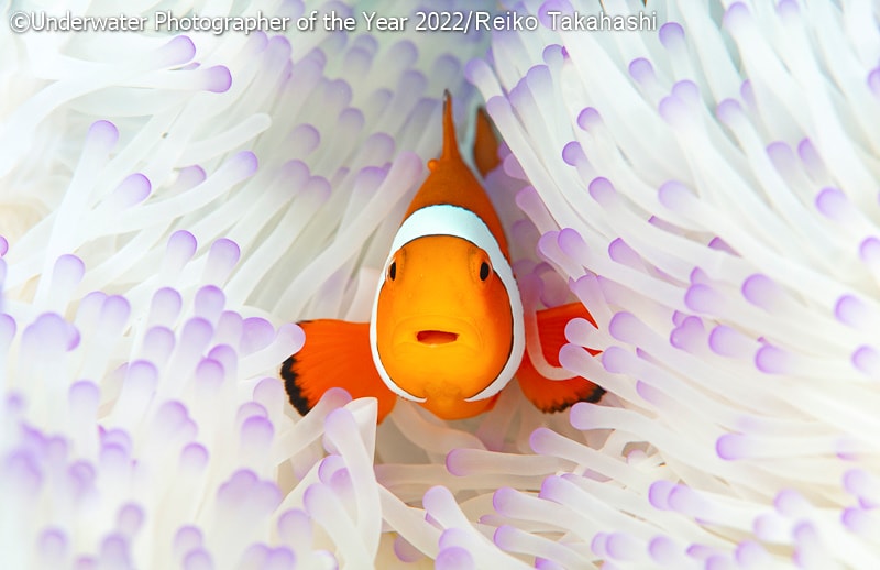 19 фото с конкурса Underwater Photographer of the Year 2022, на которые засмотрелся бы даже Жак-Ив Кусто 71