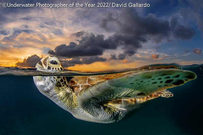 19 фото с конкурса Underwater Photographer of the Year 2022, на которые засмотрелся бы даже Жак-Ив Кусто 62