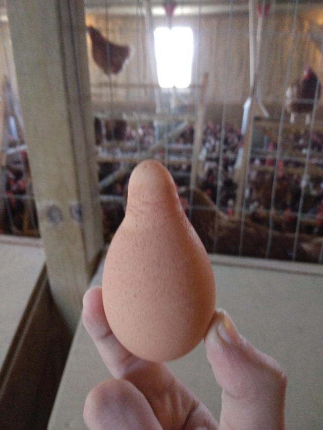15 фотографий странных куриных яиц, которые доказывают, что даже такая простая вещь может быть удивительной 46