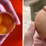 15 фотографий странных куриных яиц, которые доказывают, что даже такая простая вещь может быть удивительной