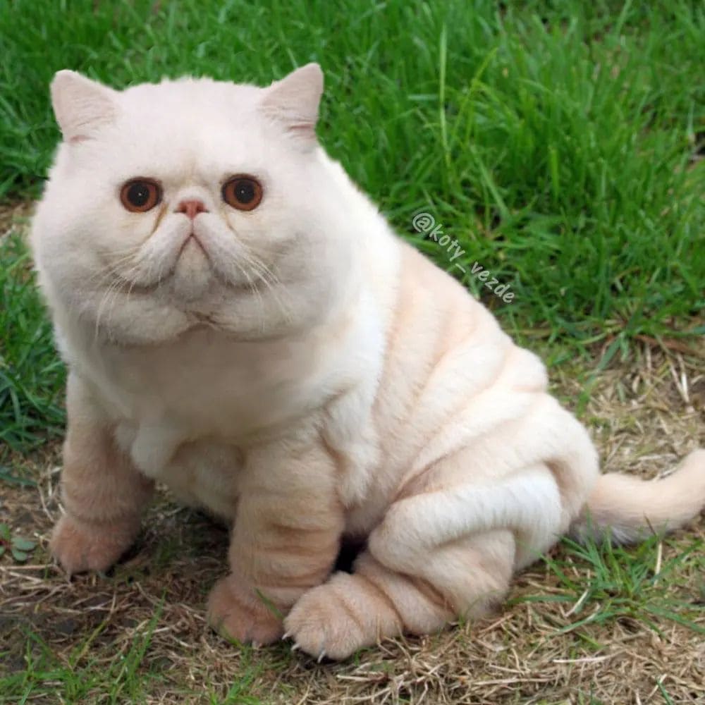 18 безумных гибридов кошек с другими животными, которые создала художница с отличным чувством юмора 56