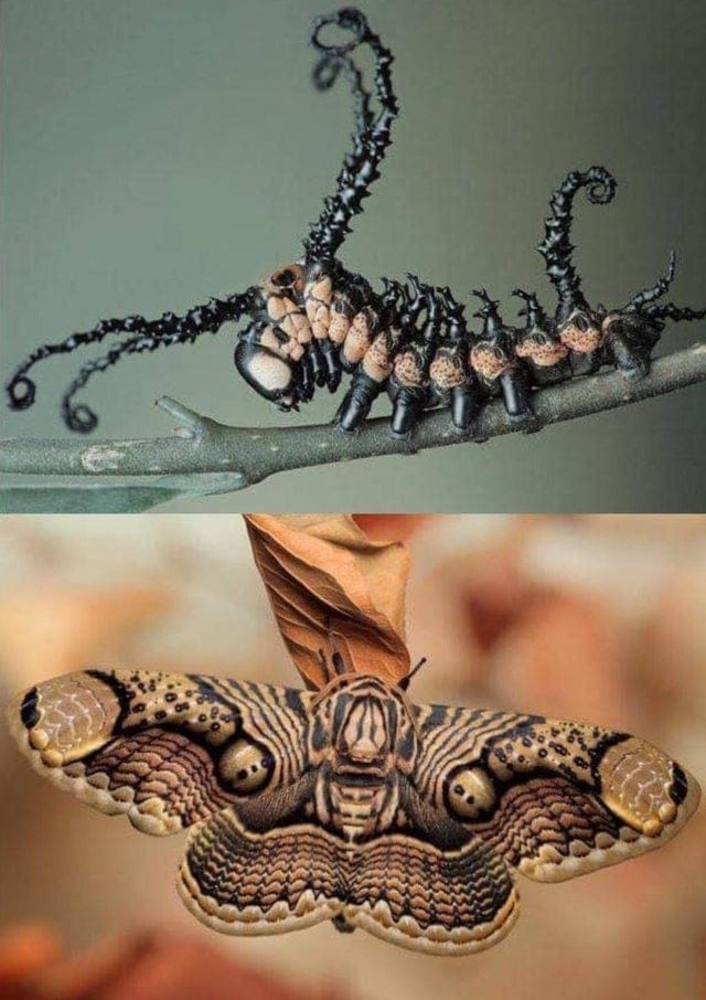 12 фотографий, на которых показано, что удивительные бабочки могут быть прелестны и в образе гусеницы 40