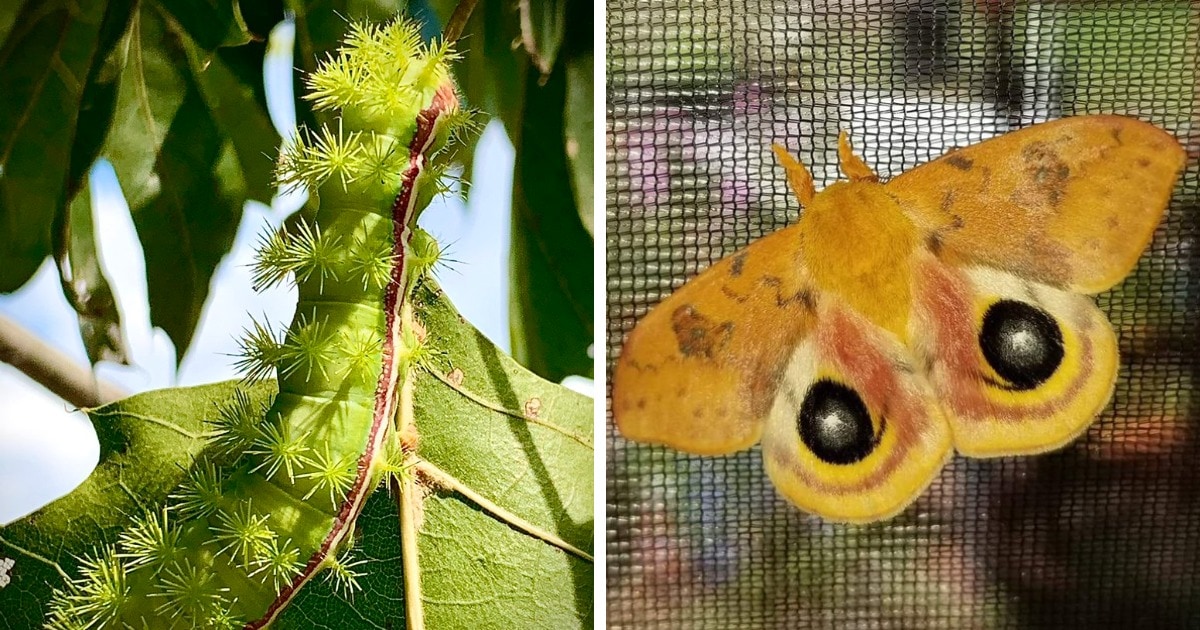 12 фотографий, на которых показано, что удивительные бабочки могут быть прелестны и в образе гусеницы 44