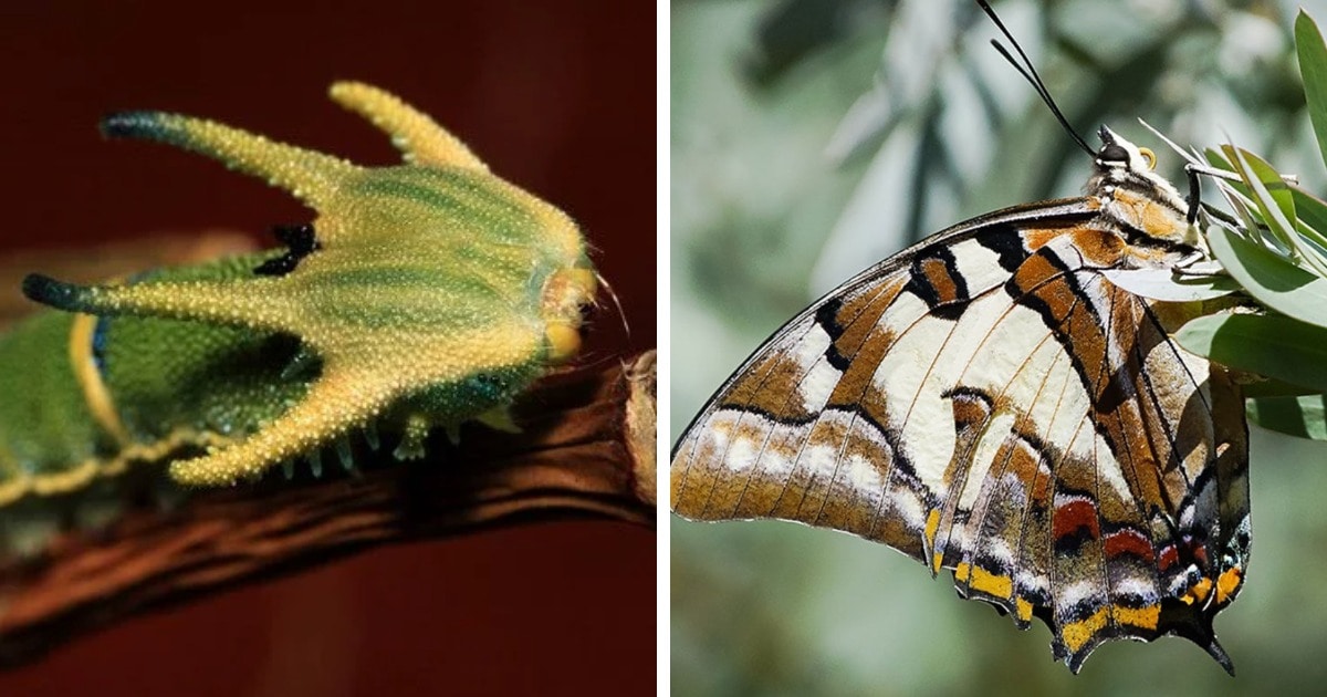 12 фотографий, на которых показано, что удивительные бабочки могут быть прелестны и в образе гусеницы 43