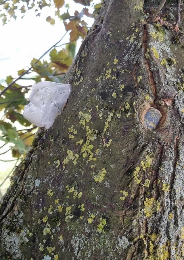 16 жутковатых фотографий, показывающих, что деревья могут поглотить любую вещь, которая будет им мешать 56
