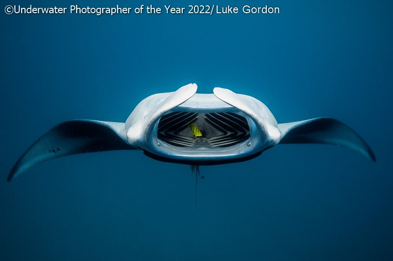 19 фото с конкурса Underwater Photographer of the Year 2022, на которые засмотрелся бы даже Жак-Ив Кусто 69