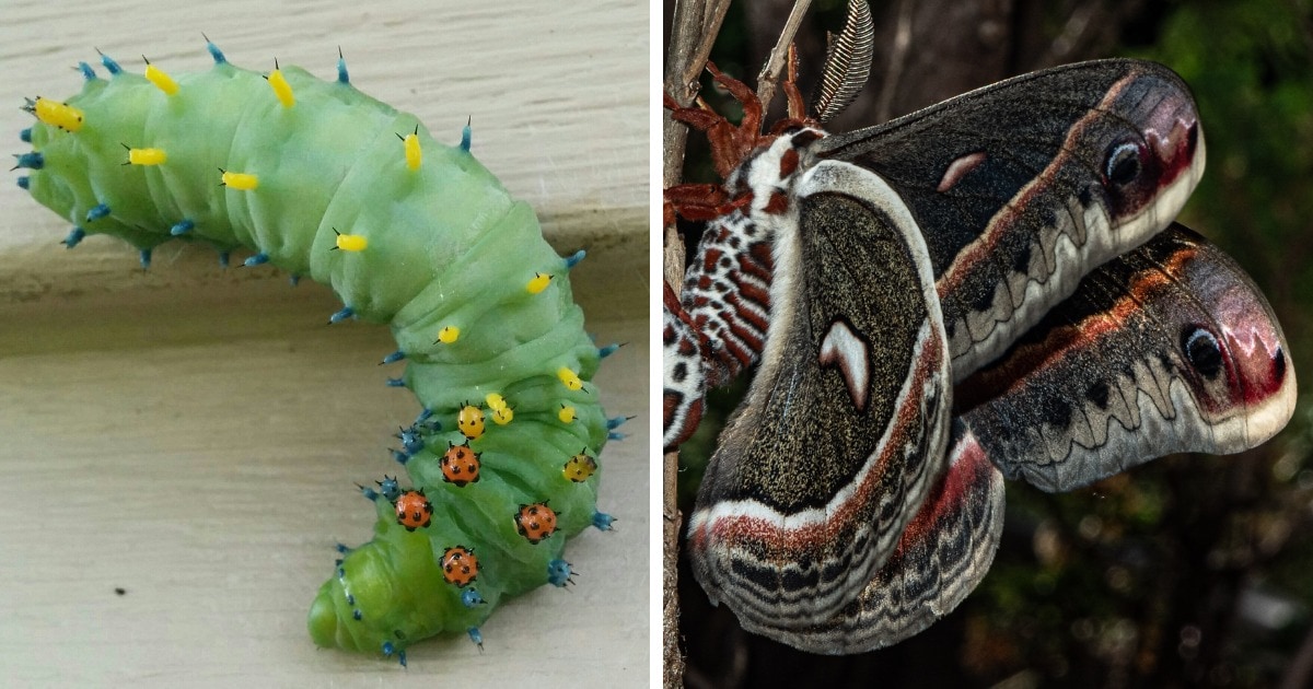 12 фотографий, на которых показано, что удивительные бабочки могут быть прелестны и в образе гусеницы 47