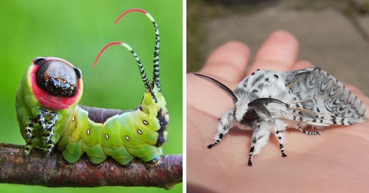 12 фотографий, на которых показано, что удивительные бабочки могут быть прелестны и в образе гусеницы 45