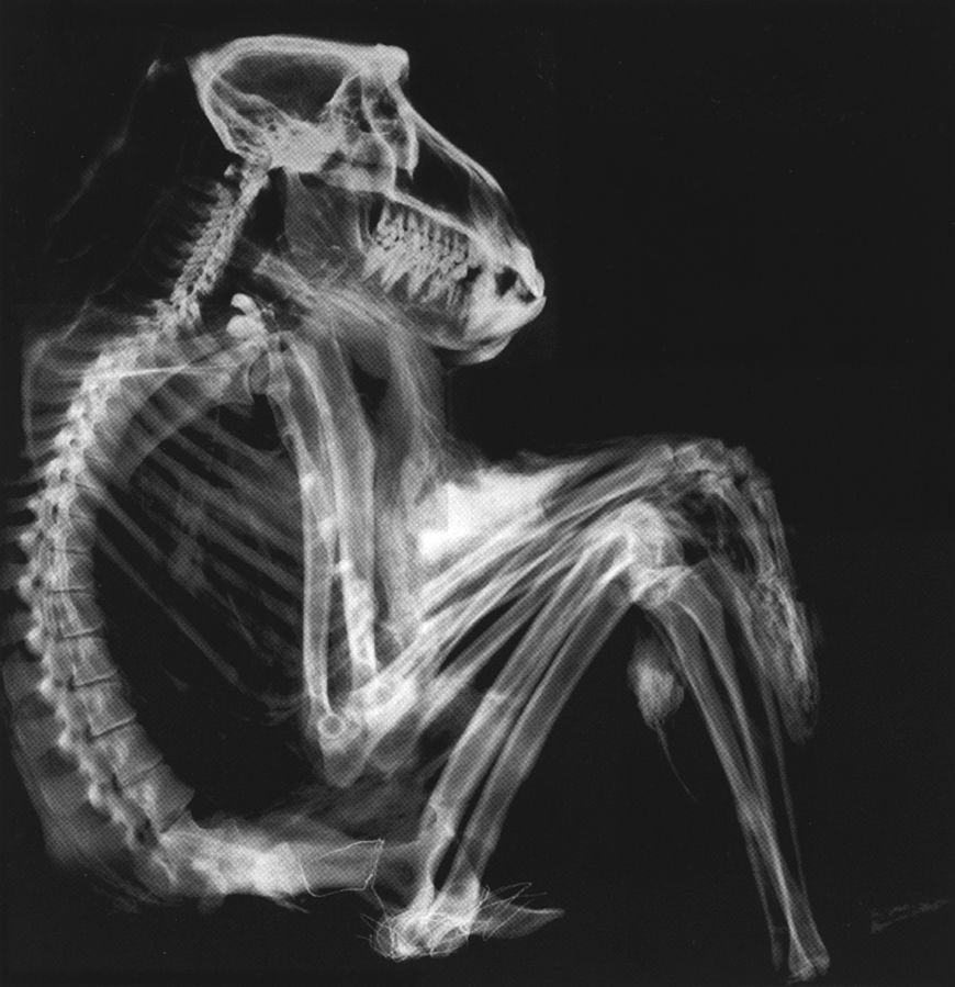 18 занятных рентгеновских снимков, которые позволят взглянуть на привычные вещи с другой стороны 65
