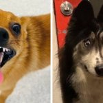 13 забавных снимков собак, чьи невероятно выразительные мордахи способны и развеселить, и озадачить