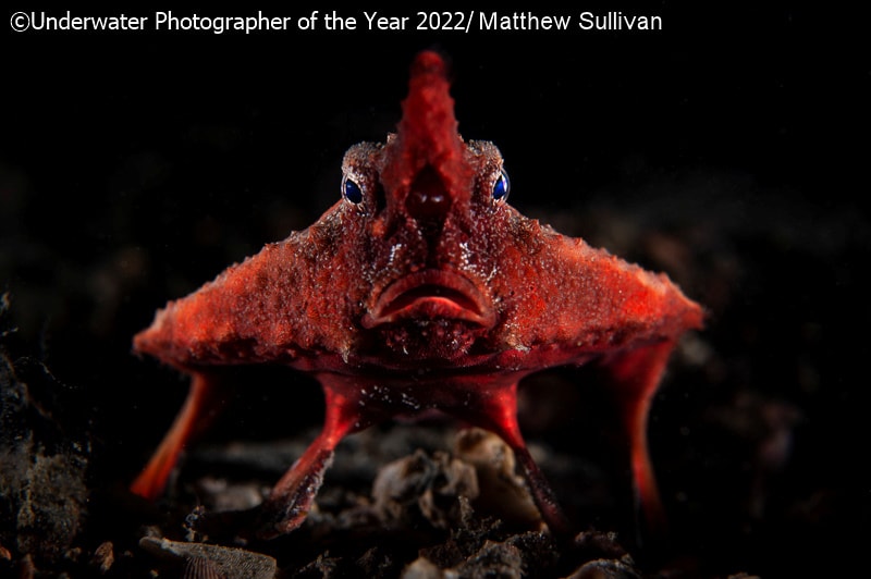 19 фото с конкурса Underwater Photographer of the Year 2022, на которые засмотрелся бы даже Жак-Ив Кусто 70