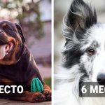 20 самых умных собак, которые являются настоящими Эйнштейнами в мире четверолапых