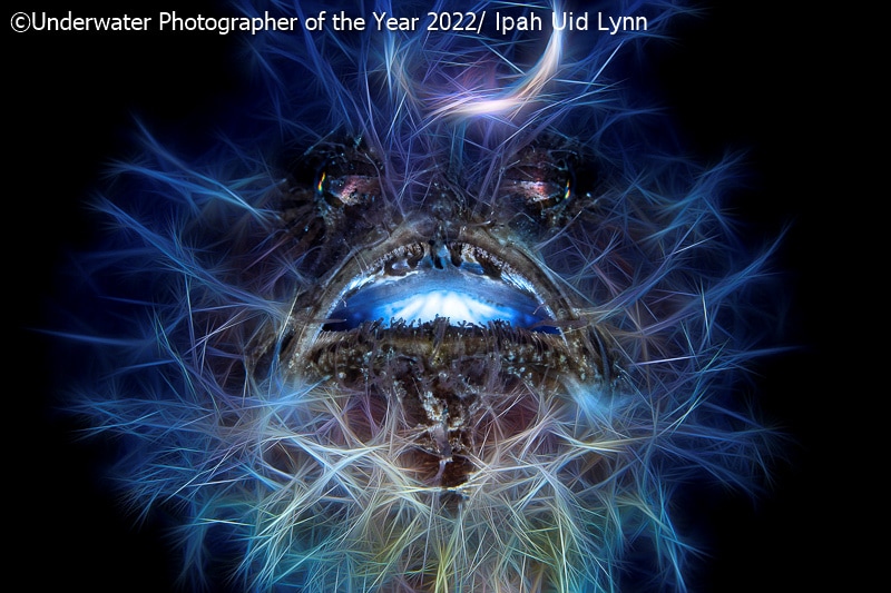 19 фото с конкурса Underwater Photographer of the Year 2022, на которые засмотрелся бы даже Жак-Ив Кусто 65