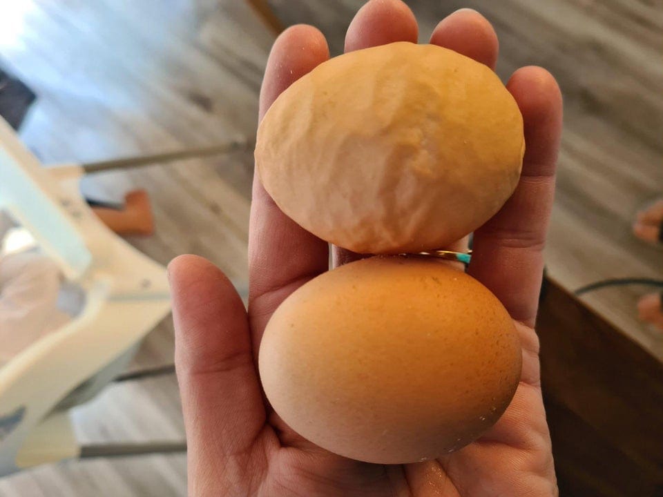 15 фотографий странных куриных яиц, которые доказывают, что даже такая простая вещь может быть удивительной 50