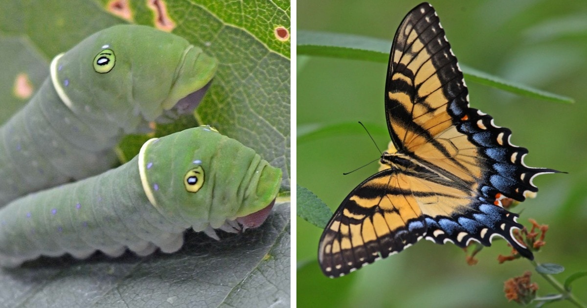 12 фотографий, на которых показано, что удивительные бабочки могут быть прелестны и в образе гусеницы 41