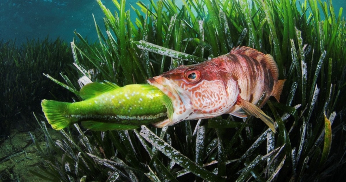 19 фото с конкурса Underwater Photographer of the Year 2022, на которые засмотрелся бы даже Жак-Ив Кусто