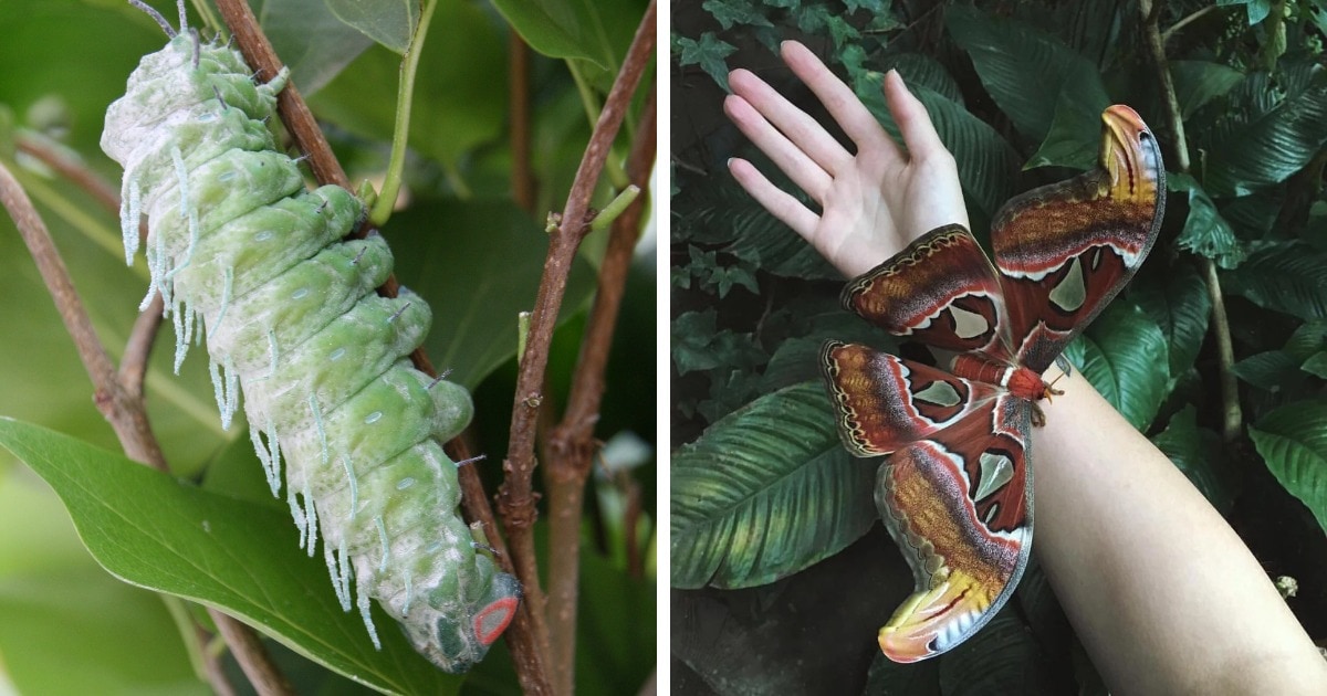 12 фотографий, на которых показано, что удивительные бабочки могут быть прелестны и в образе гусеницы 37