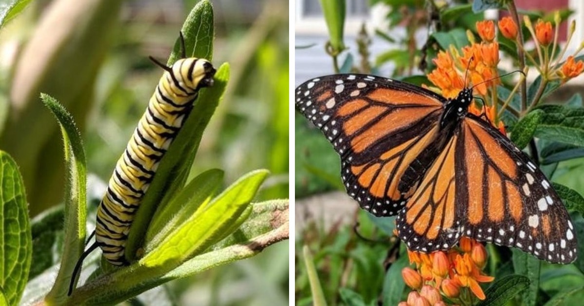 12 фотографий, на которых показано, что удивительные бабочки могут быть прелестны и в образе гусеницы 39