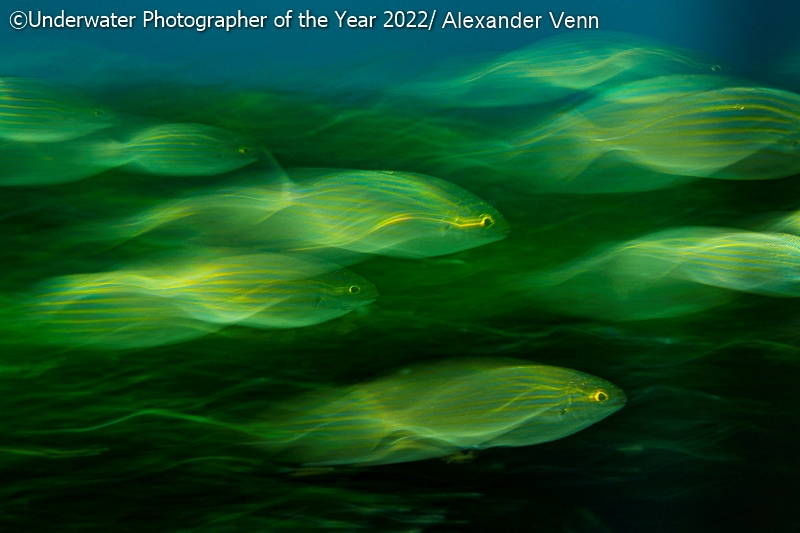 19 фото с конкурса Underwater Photographer of the Year 2022, на которые засмотрелся бы даже Жак-Ив Кусто 76