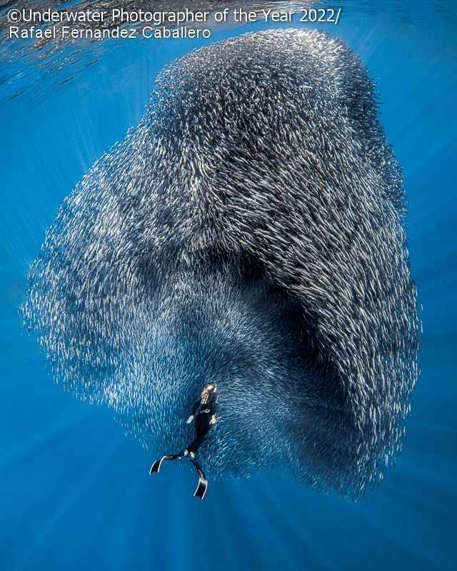 19 фото с конкурса Underwater Photographer of the Year 2022, на которые засмотрелся бы даже Жак-Ив Кусто 59