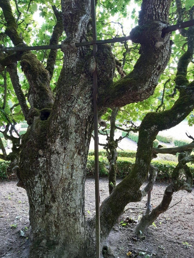 16 жутковатых фотографий, показывающих, что деревья могут поглотить любую вещь, которая будет им мешать 50