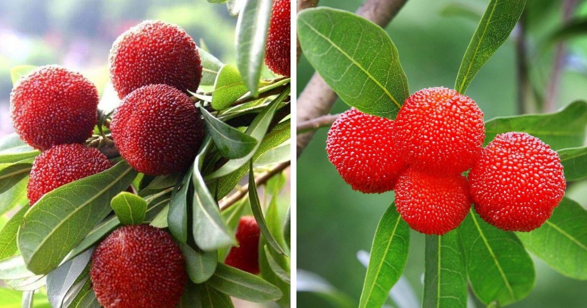 18 необычных, но вполне реальных фруктов и ягод, которые словно были выращены в волшебном саду 72