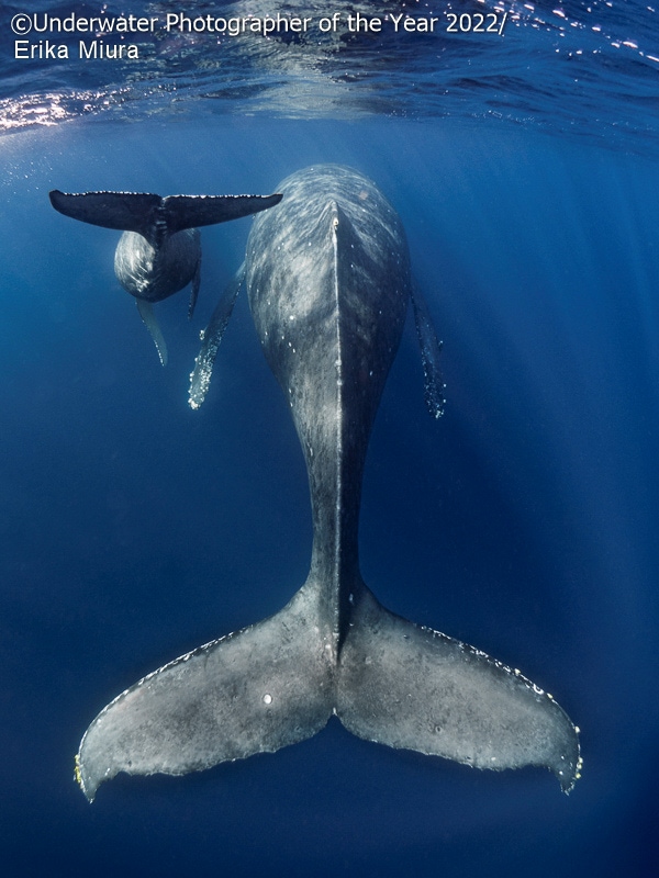19 фото с конкурса Underwater Photographer of the Year 2022, на которые засмотрелся бы даже Жак-Ив Кусто 73