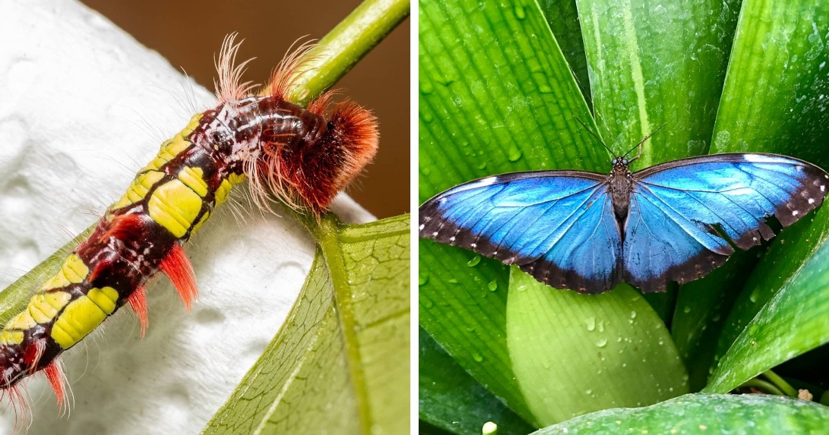 12 фотографий, на которых показано, что удивительные бабочки могут быть прелестны и в образе гусеницы 46
