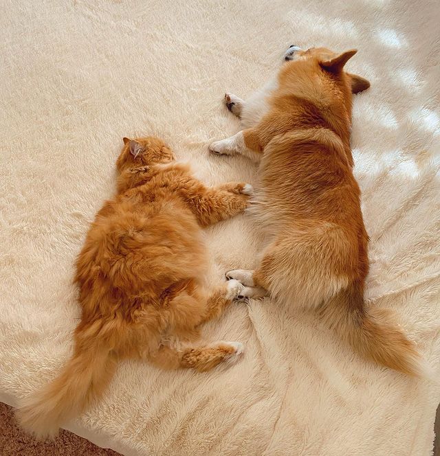 16 фото котов и собак, которые точно были созданы друг для друга, ведь их сходству позавидуют даже близнецы 56