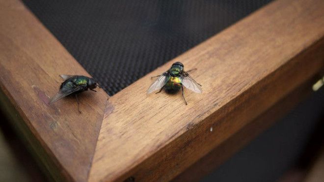 Как избавиться от насекомых на даче по австралийской методике 38