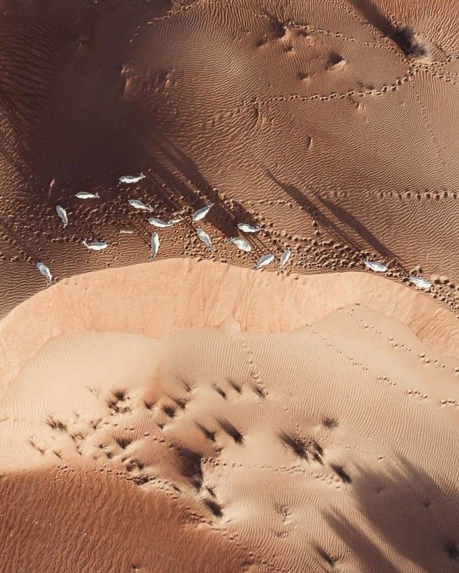 Фотограф заснял с дрона, как пустыня пожирает Дубай и Абу-Даби 35