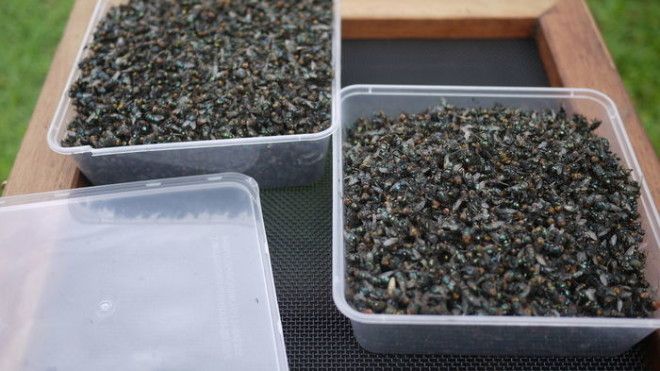 Как избавиться от насекомых на даче по австралийской методике 44