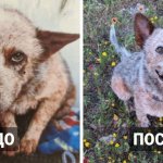 19 пробирающих до глубины души фото, которые показывают, как меняются бездомные собаки, когда обретают хозяев
