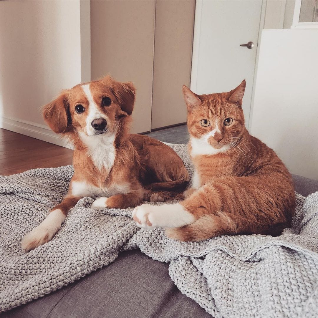 16 фото котов и собак, которые точно были созданы друг для друга, ведь их сходству позавидуют даже близнецы 64