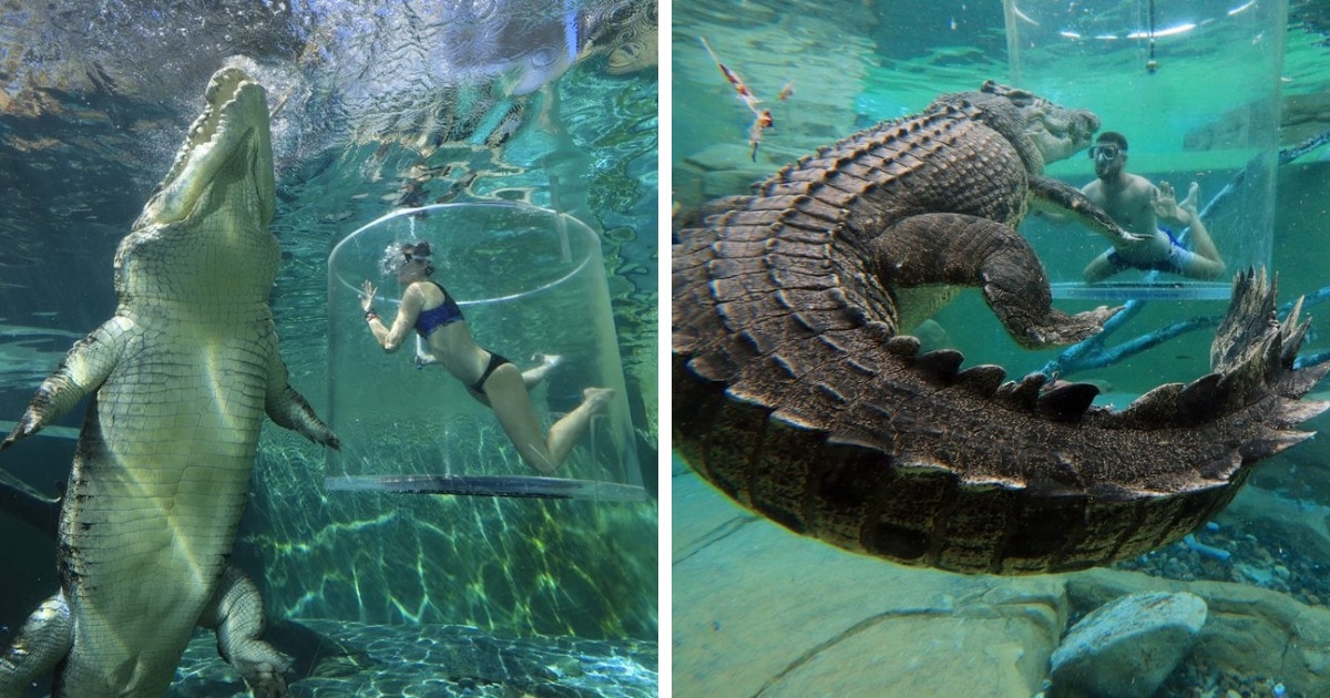 Самые невероятные плавательные бассейны мира: понырять рядом с крокодилами? Почему бы и нет! 59