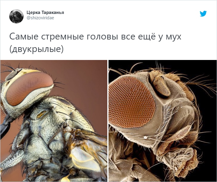 Пользователи Твиттера показали, как выглядят вблизи «лица» насекомых. И это плюс одна причина их бояться 64