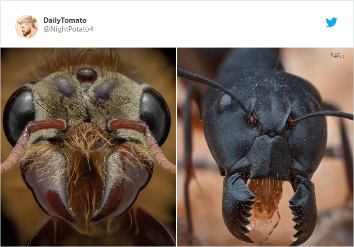 Пользователи Твиттера показали, как выглядят вблизи «лица» насекомых. И это плюс одна причина их бояться 61