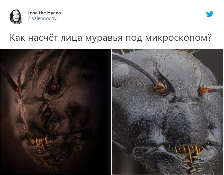 Пользователи Твиттера показали, как выглядят вблизи «лица» насекомых. И это плюс одна причина их бояться 52