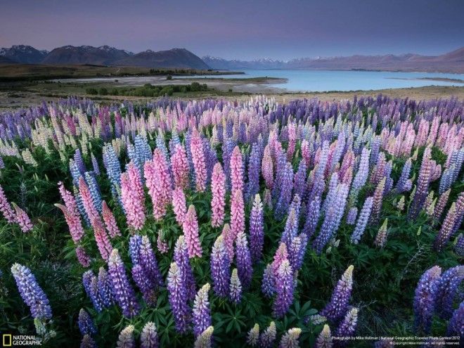 14 фото, с которыми вы откроете для себя волшебную природу Новой Зеландии 33