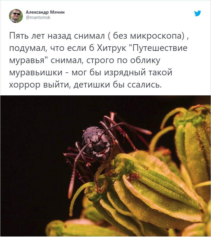 Пользователи Твиттера показали, как выглядят вблизи «лица» насекомых. И это плюс одна причина их бояться 60