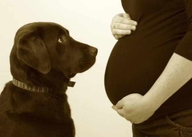 19 собак, которые с нетерпением ждут появления малыша 46