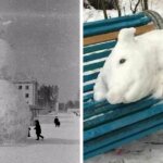 16 чудных снеговиков с огромной изюминкой, которые были созданы противниками всего скучного и банального