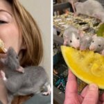 18 доказательств, что крысята — это хитрецы, которые завоюют ваше сердце так быстро, что и понять не успеете