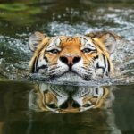 Тигры — настоящее воплощение характера в каждом движении