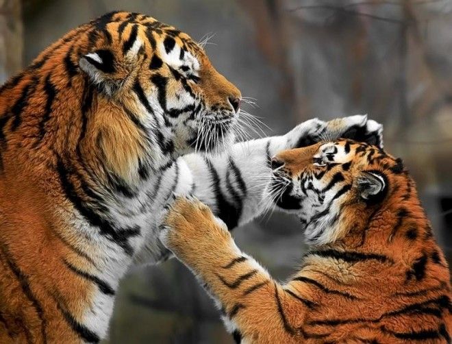 Тигры — настоящее воплощение характера в каждом движении 58