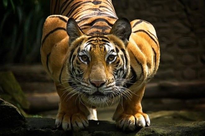 Тигры — настоящее воплощение характера в каждом движении 53
